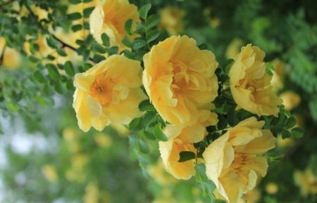 Троянда Хугоніс (Rosa xanthina f. hugonis)