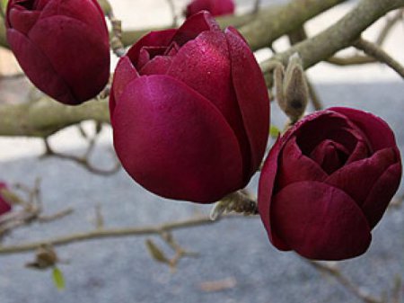 Магнолія гібридна 'Black Tulip' (Magnolia 'Black Tulip')