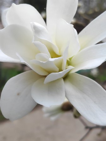 Магнолія кобус (Magnolia kobus DS.)